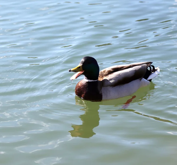 Утка, которая плавает в озере с открытым клювом — стоковое фото