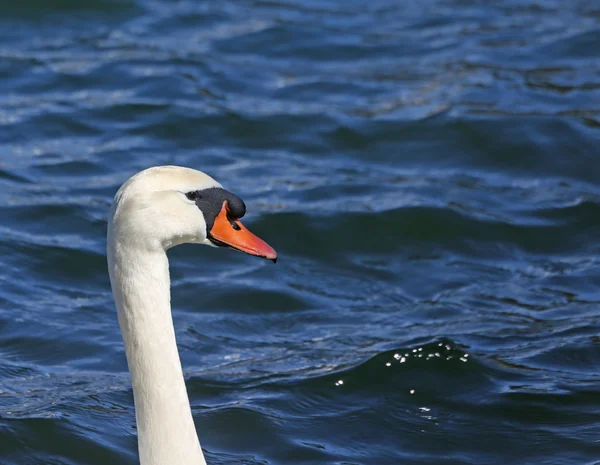 Pescoço de Cygnus com o bico laranja na lagoa — Fotografia de Stock