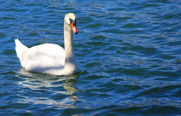 Cisne blanco nadando en el agua clara del estanque — Foto de Stock