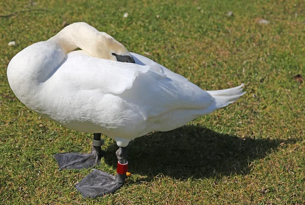 Fearful Swan hides the head between the white feathers — Stock Photo, Image