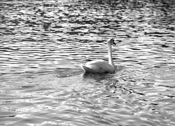 Cygne muet nageant dans l'eau noir et blanc — Photo