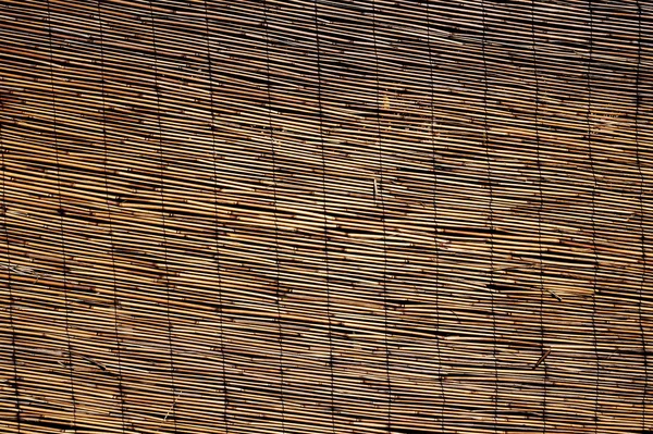 Абстрактный фон больших бамбуковых тростей — стоковое фото