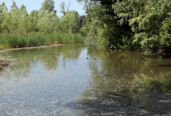 Pond with a lot of pollens of trees on the surface of the water — Stock Photo, Image