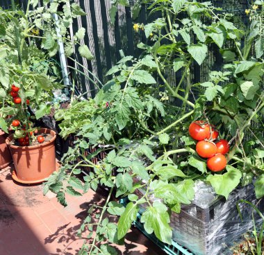 Plastik kutu Teras ile domates bitki