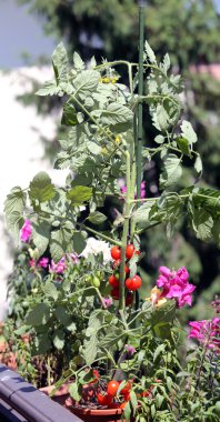 kırmızı domates bitki balkonda