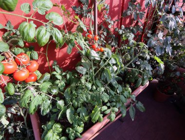 Teras ve kırmızı domates büyük tencere ile sebze bahçesi