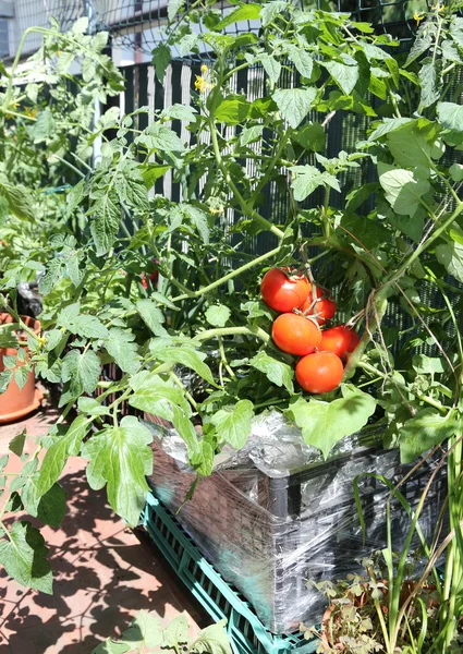 Пластиковая коробка на террасе с красными помидорами — стоковое фото