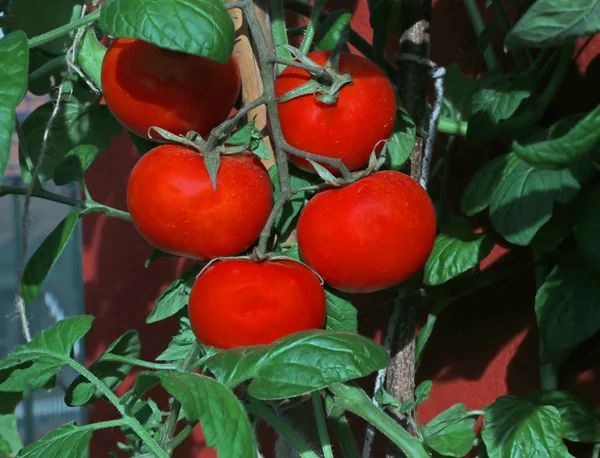 Red tomatoes in the vegetable garden — Stock Photo, Image