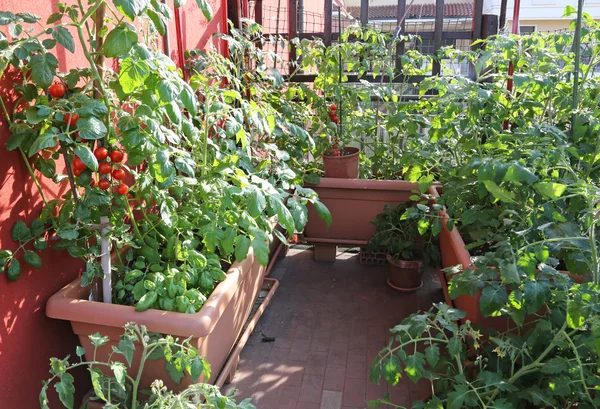 Jardim varanda com plantas de tomate — Fotografia de Stock