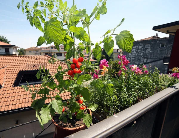 Röd tomatplantor på balkongen — Stockfoto