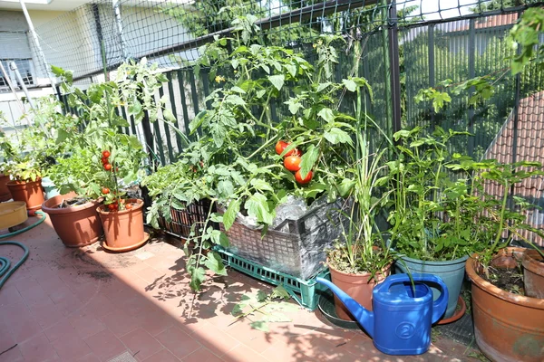 Ret tomate planta na horta urbana da cidade — Fotografia de Stock