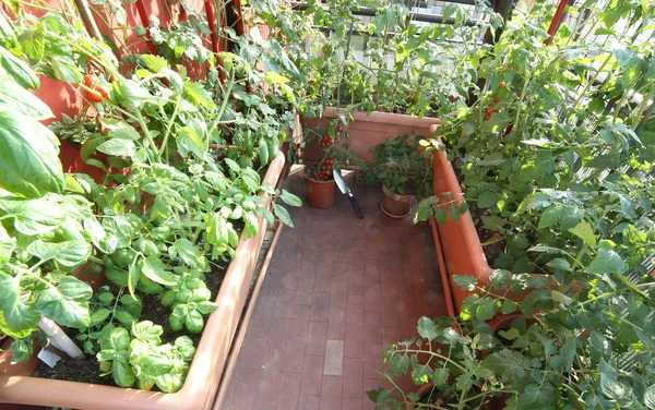 Miejski ogród warzywny na tarasie — Zdjęcie stockowe