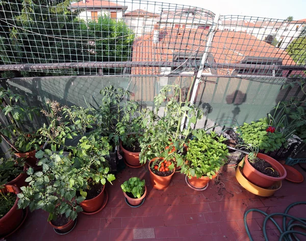 Orto urbano con piante di pomodoro — Foto Stock