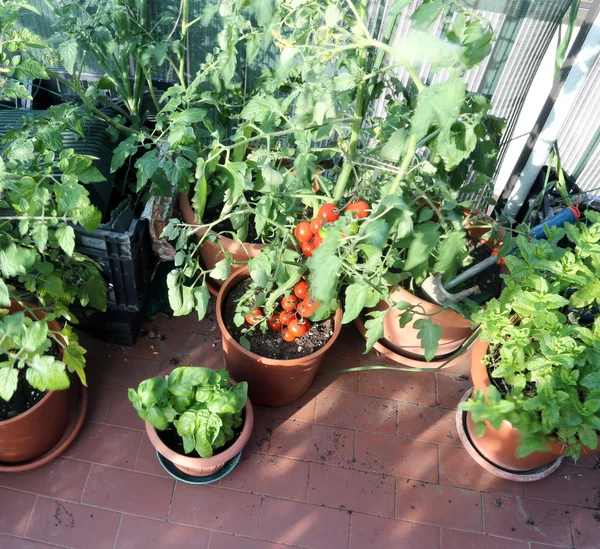 Horta urbana com tomates vermelhos — Fotografia de Stock