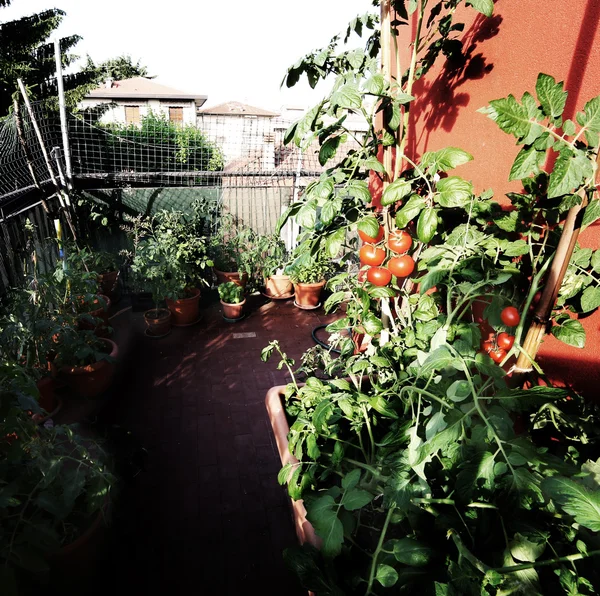 Orto urbano con grandi pentole sulla terrazza e rosso a — Foto Stock