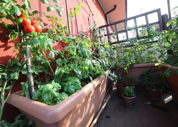 Zeleninová zahrada s obrovské hrnce na terase — Stock fotografie