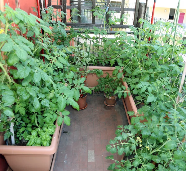 Jardim urbano no terraço da casa — Fotografia de Stock