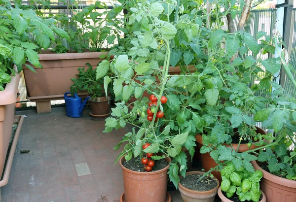 Planta de tomate en la olla en la terraza de una casa en la ciudad —  Fotos de Stock