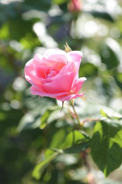 pembe gül, sadece Mayıs ayında çiçek