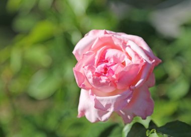 pembe gül, sadece Mayıs ayında çiçek