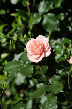 tek hafif pembe gül, sadece Mayıs ayında çiçek