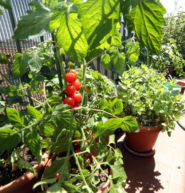 Balkon Bahçe domates bitkileri ile tencere