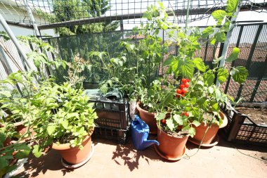 kentin kentsel sebze Bahçe sulama olabilir