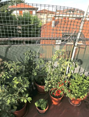 kırmızı domates ile kentsel sebze bahçesi