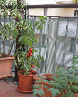 Bir evin terasında tencerede domates bitki