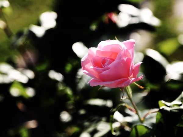 Розовая роза расцвела в мае — стоковое фото