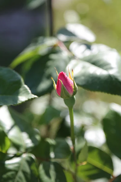 Розовый бутон, который расцветает весной — стоковое фото