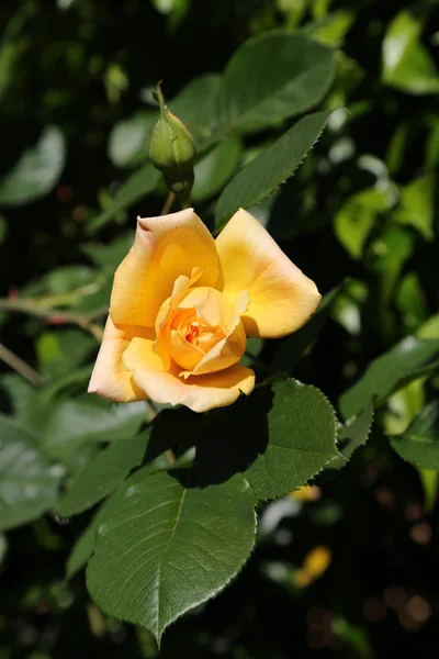 Rosa amarela isolada apenas floresceu em maio — Fotografia de Stock