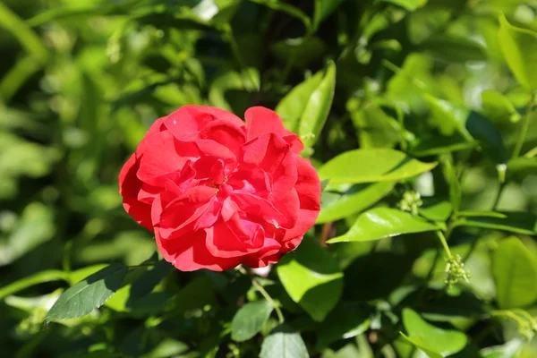 Rosa vermelha apenas floresceu em maio — Fotografia de Stock