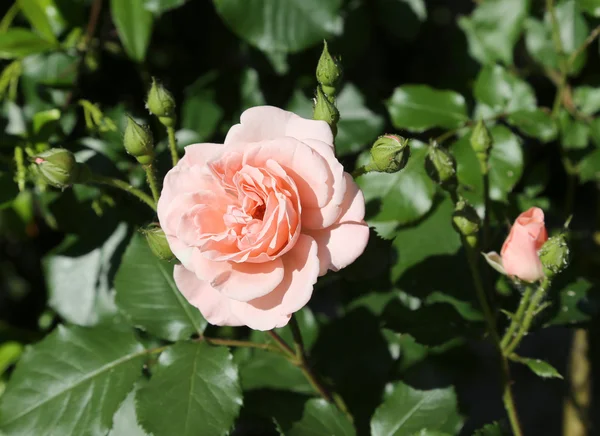 Una rosa rosa floreció en mayo — Foto de Stock