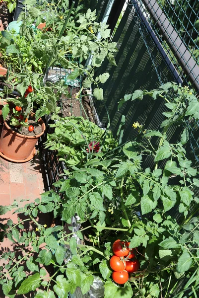 Plastic box in urban garden with red tomatoes — Stock Photo, Image