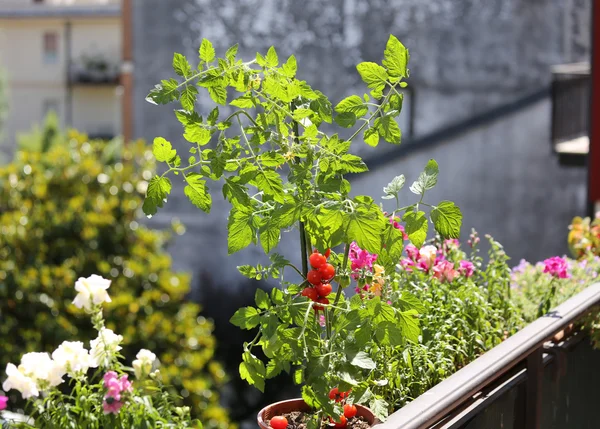 Красные помидоры на крыльце террасы дома — стоковое фото