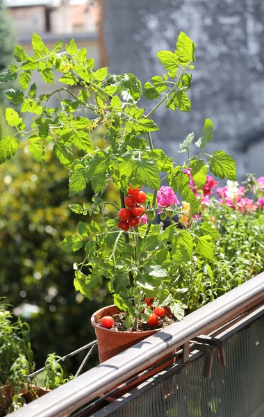 Tomates en la repisa de la terraza de la casa — Foto de Stock