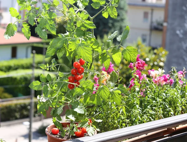 Olla con planta de tomate en la terraza — Foto de Stock