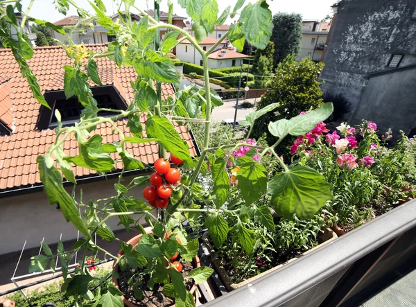 Kırmızı domates bitki balkonda — Stok fotoğraf