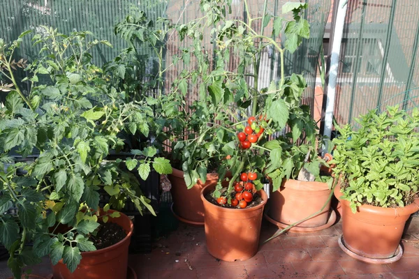 Horta urbana em um terraço — Fotografia de Stock