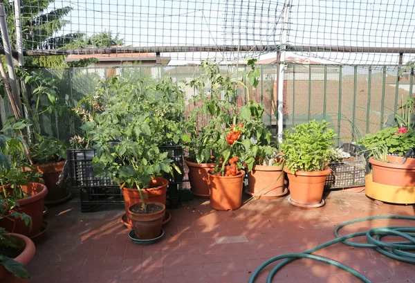 Urban köksträdgård med tomatplantor i en terrass på en hou — Stockfoto