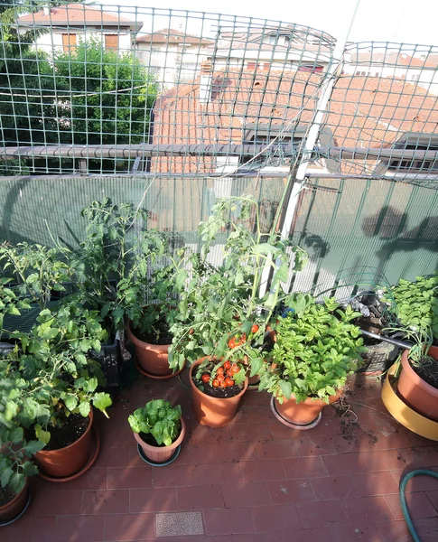 Miejski ogród warzywny z czerwone pomidory — Zdjęcie stockowe
