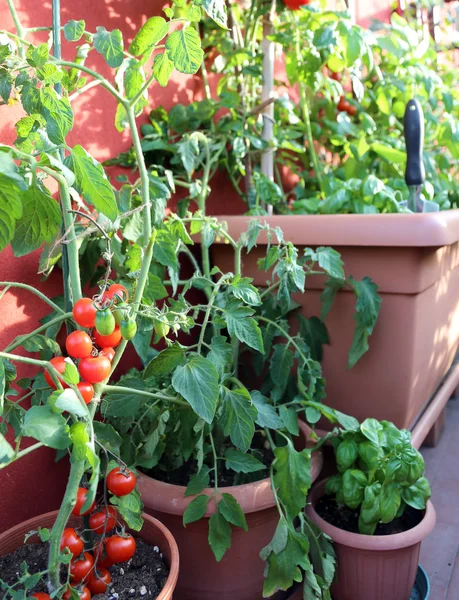 Κόκκινες ντομάτες και βασιλικό φυτό στην βεράντα — Φωτογραφία Αρχείου