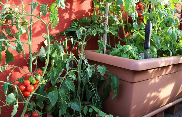 Planta de tomate vermelho e plantas verdes no pote na varanda — Fotografia de Stock