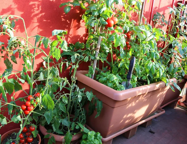 Zralých rajčat a zelených rostlin na terase domu — Stock fotografie