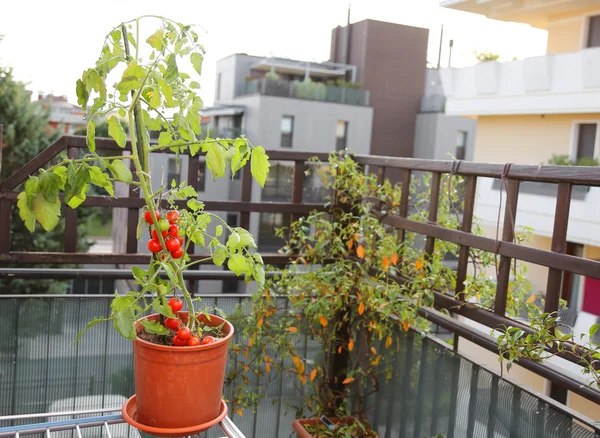 Tomatplantor i potten på terrassen i ett hus — Stockfoto