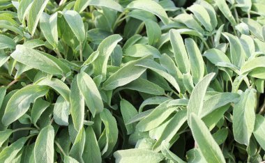 arka plan yeşil adaçayı