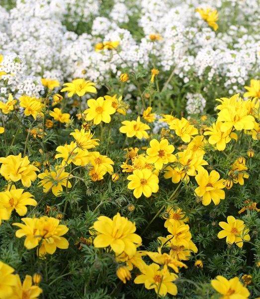 Feld der gelben Blüten genannt bidens im Frühling — Stockfoto