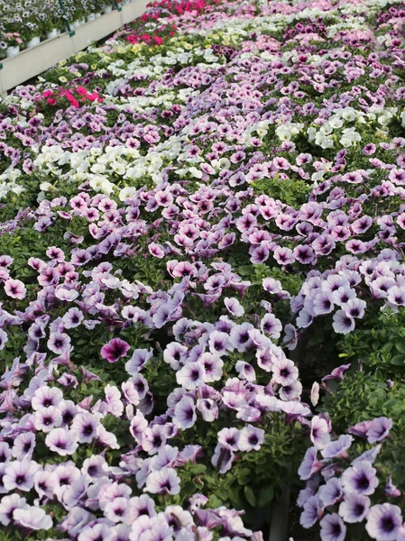 Bakgrund potunia i stora växthuset — Stockfoto