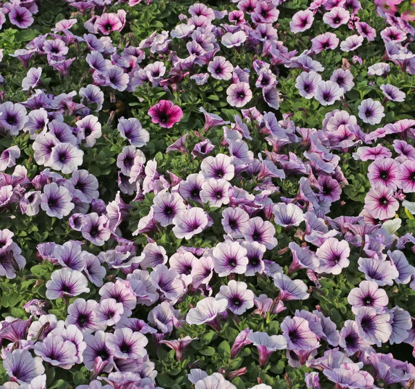 Fundo potunia flores na grande estufa — Fotografia de Stock